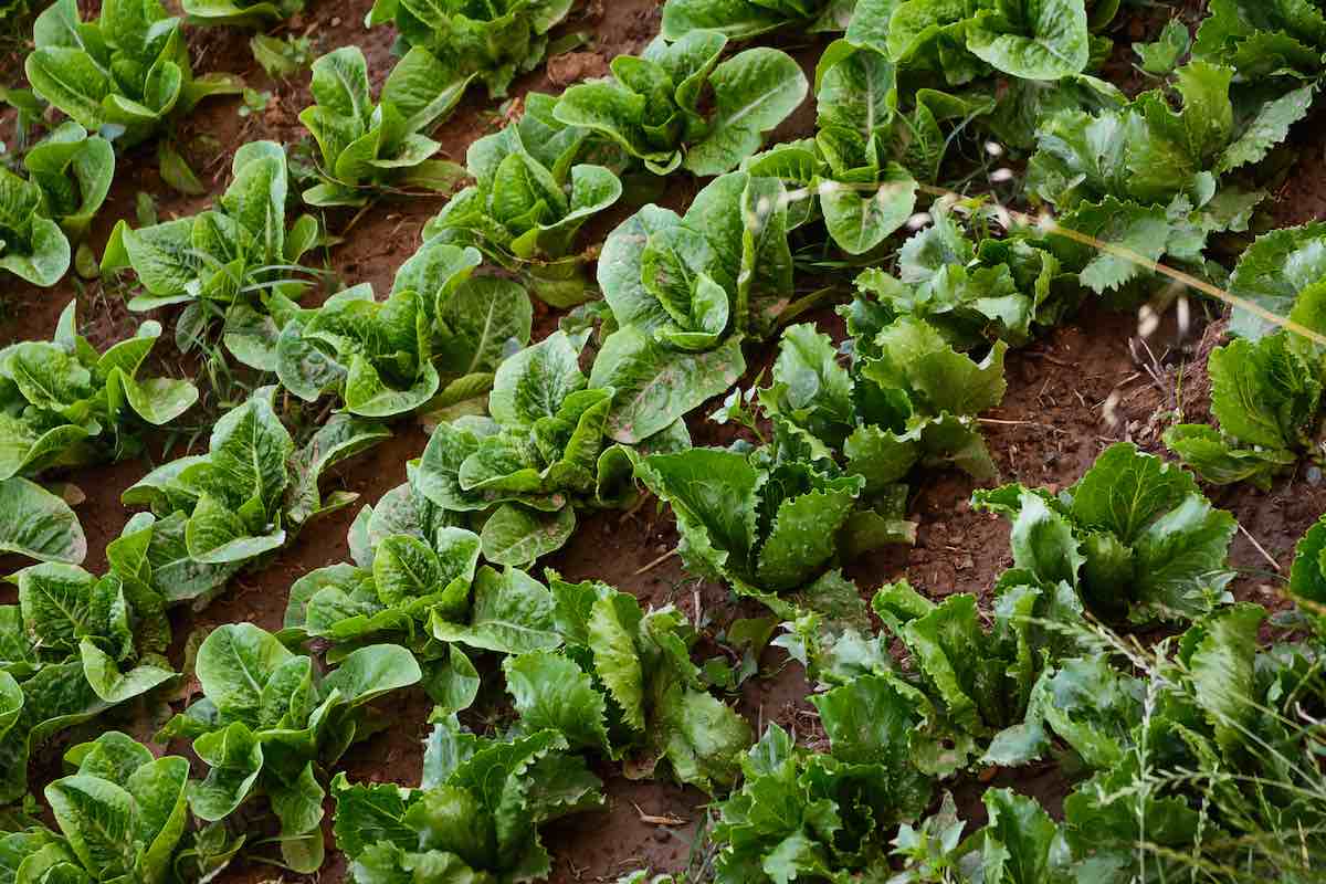 Escarole Secrets: Cool Climate, Moist Soil & Ample Sun for Success